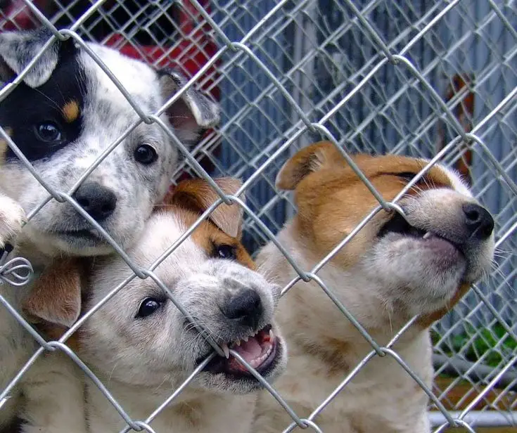 Hondenfokker in Venlo