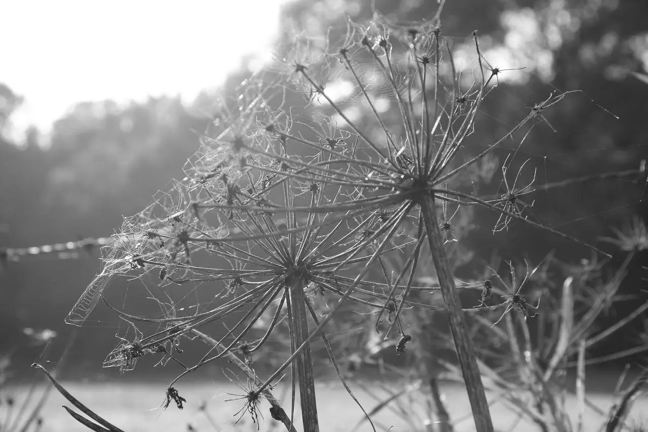Geschiedenis van Venlo: Van Oudheid tot Heden